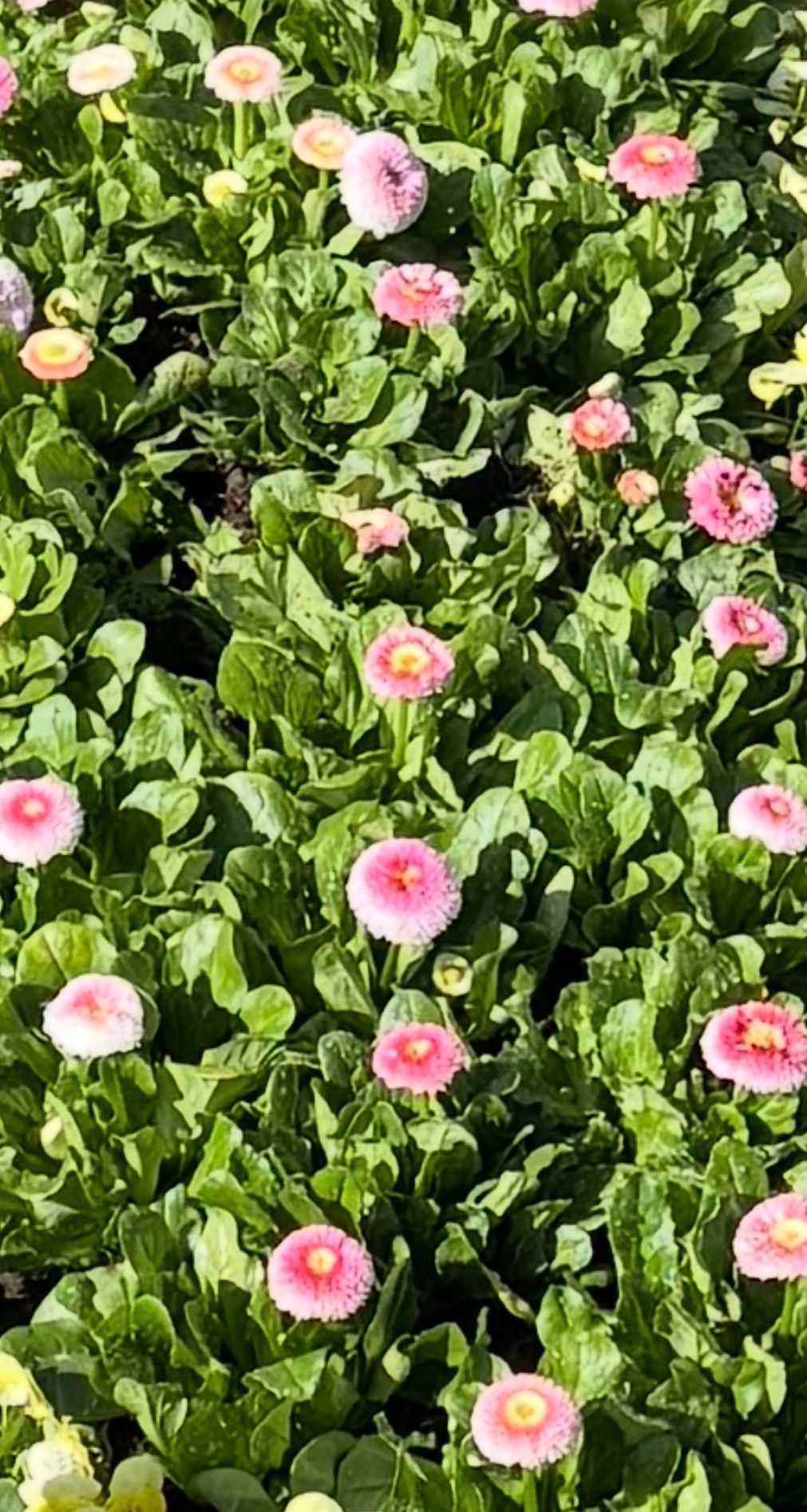 Rosa Blüten blühen zwischen dichtem, grünem Laub auf einem Friedhof