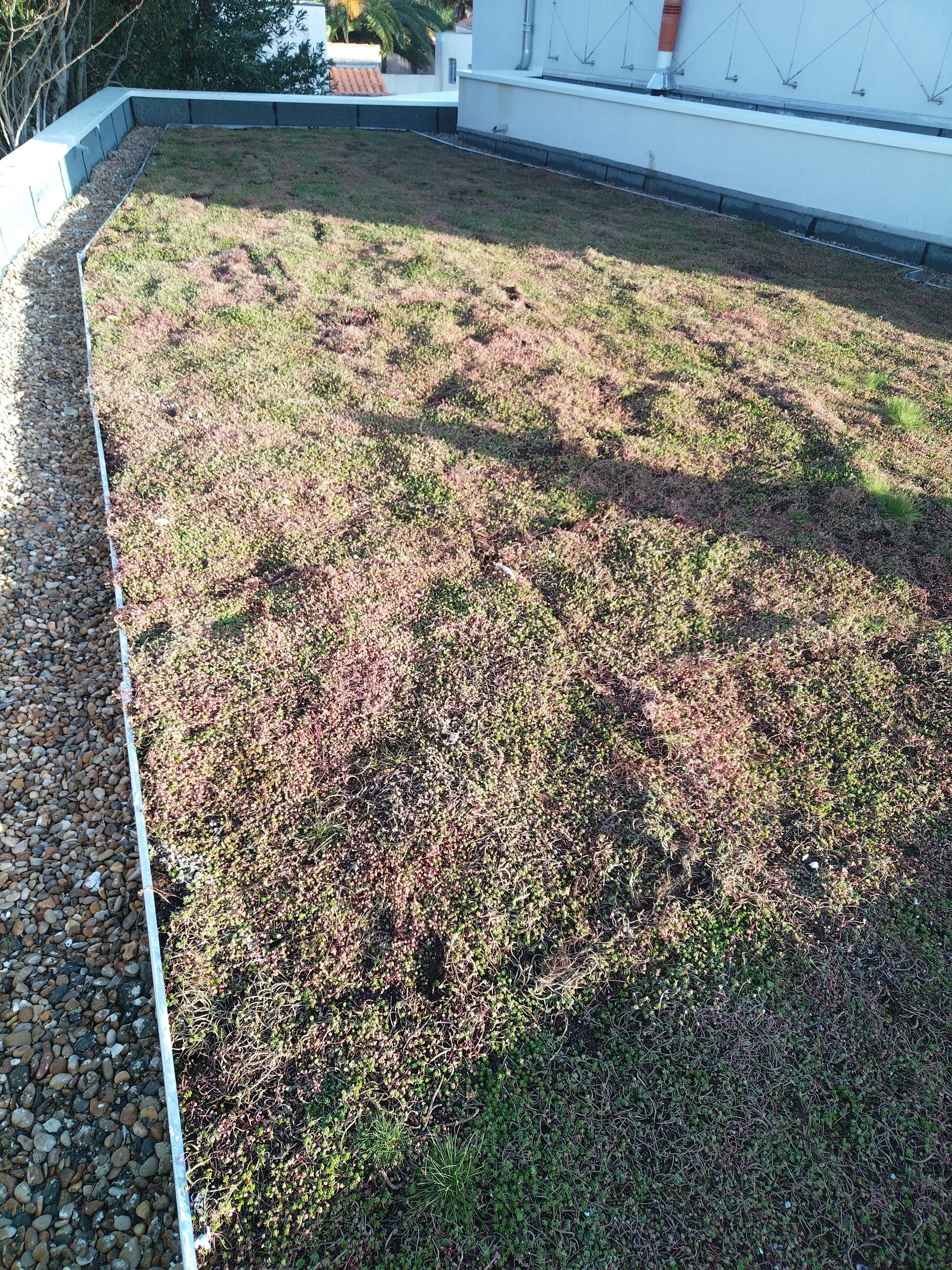 Toit terrasse végétalisé