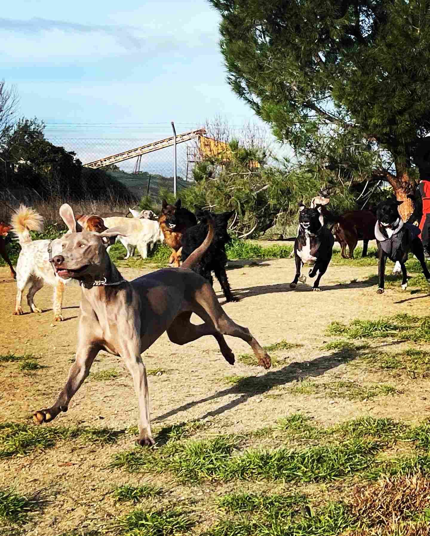 Perros corriendo y jugando en un parque soleado con árboles y césped.