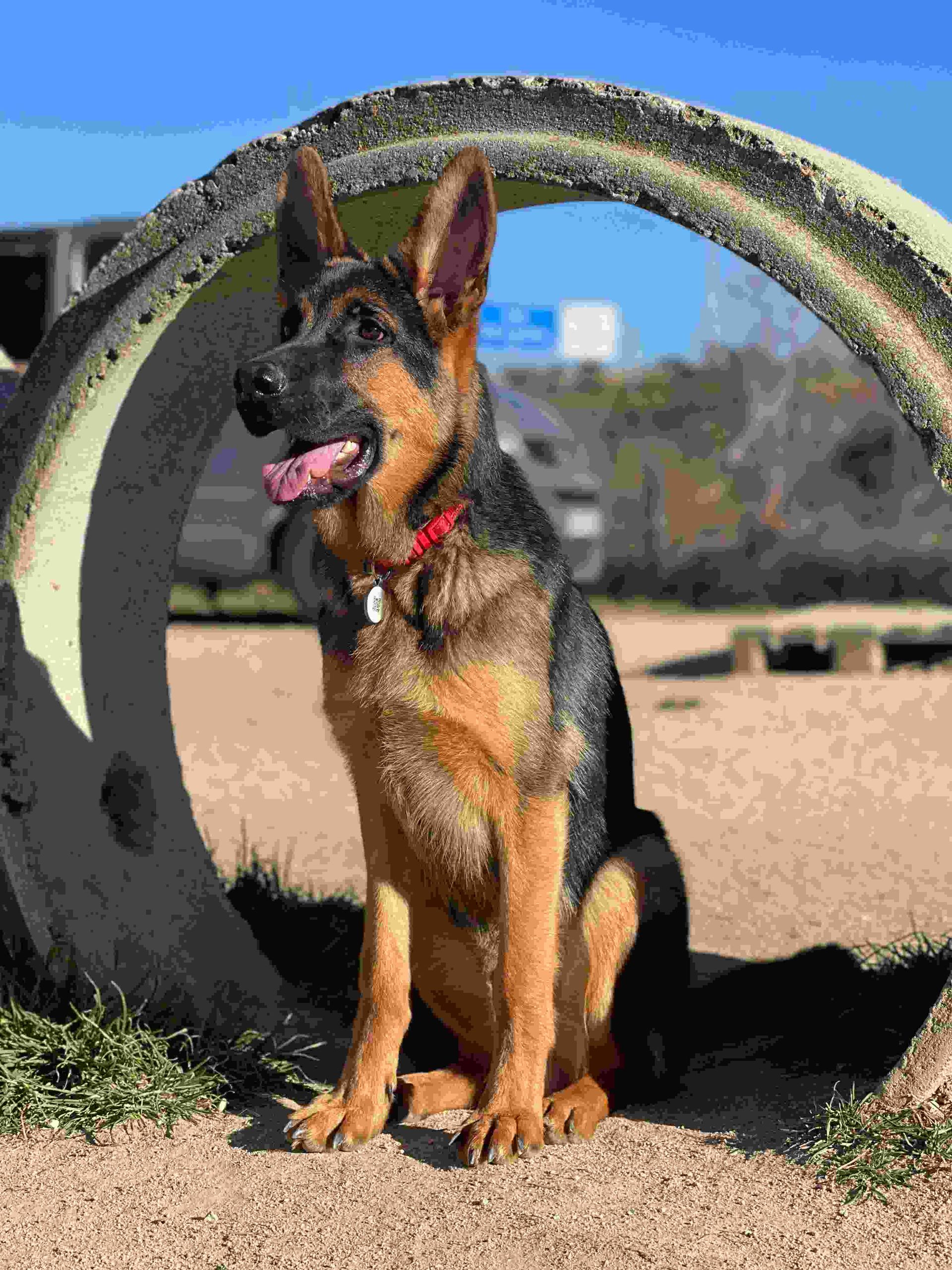 Un pastor alemán sentado bajo una tubería de hormigón al aire libre, con la lengua fuera, bajo la brillante luz del sol.