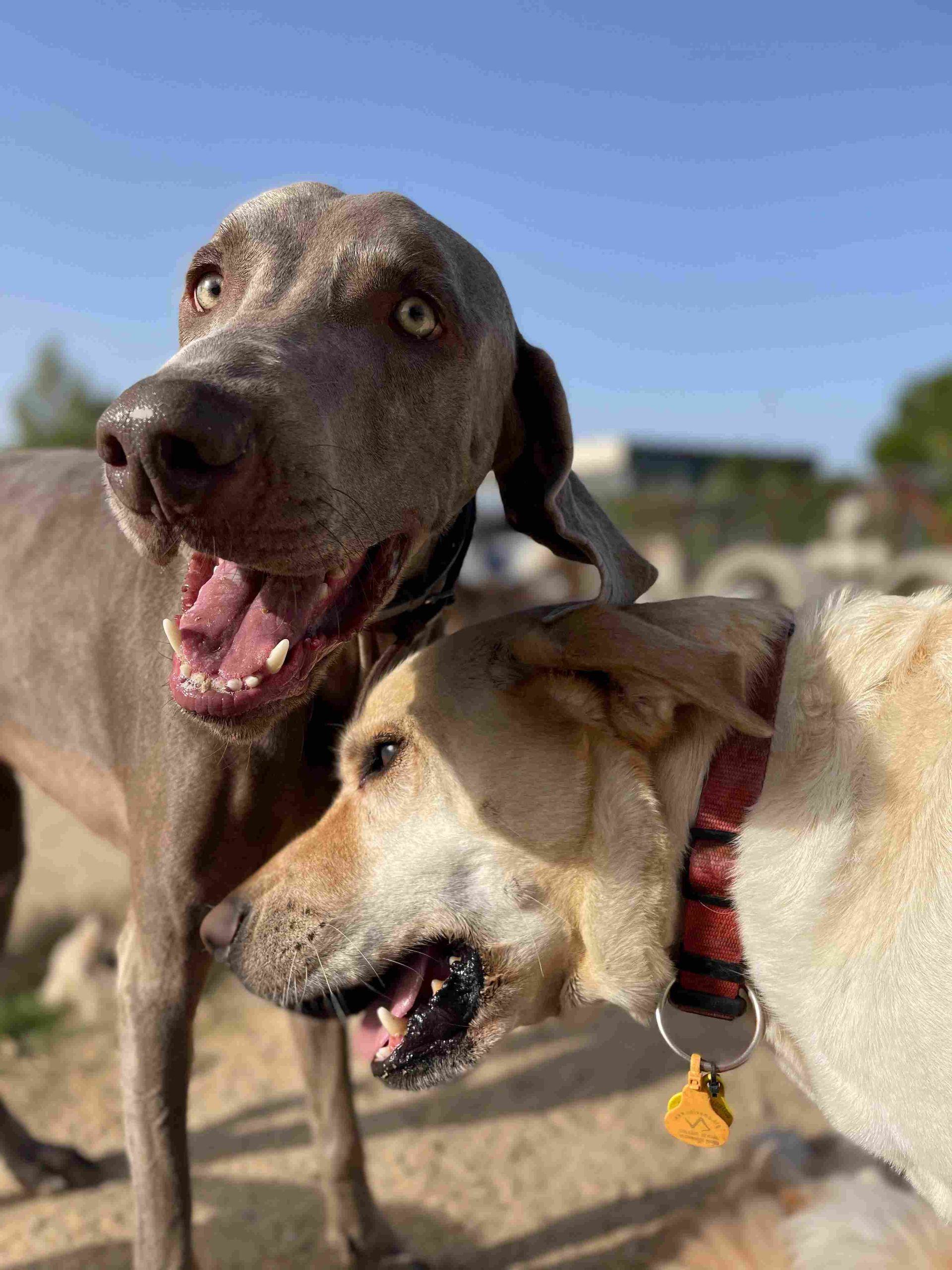 Dos perros al aire libre, uno marrón y otro color canela, ambos jadeando cerca de la cámara.