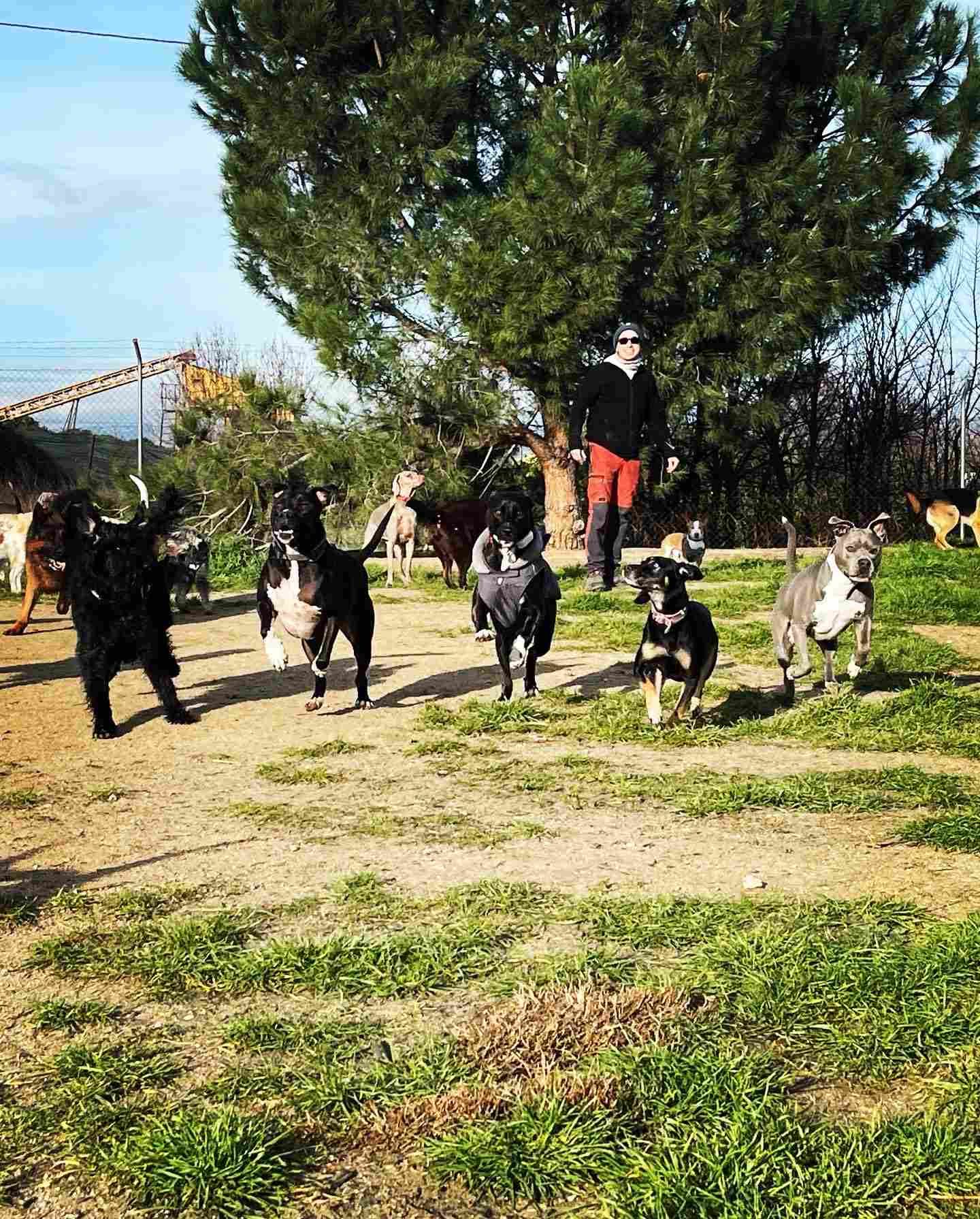Varios perros corriendo por un sendero de tierra en un parque, con una persona de pie detrás de ellos y árboles al fondo.