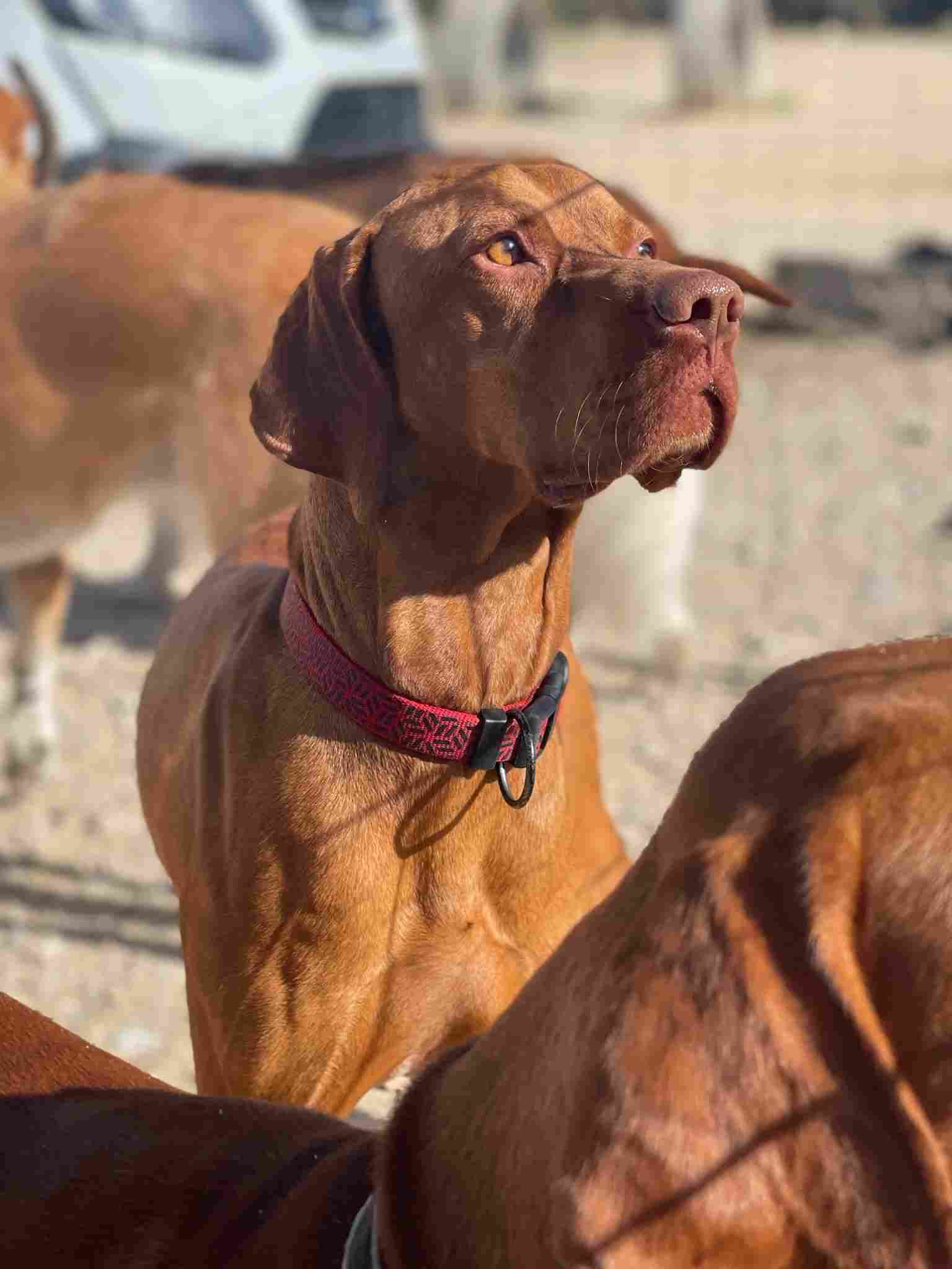 Perro marrón con collar rojo de pie al aire libre, con aspecto alerta en una zona soleada y arenosa.