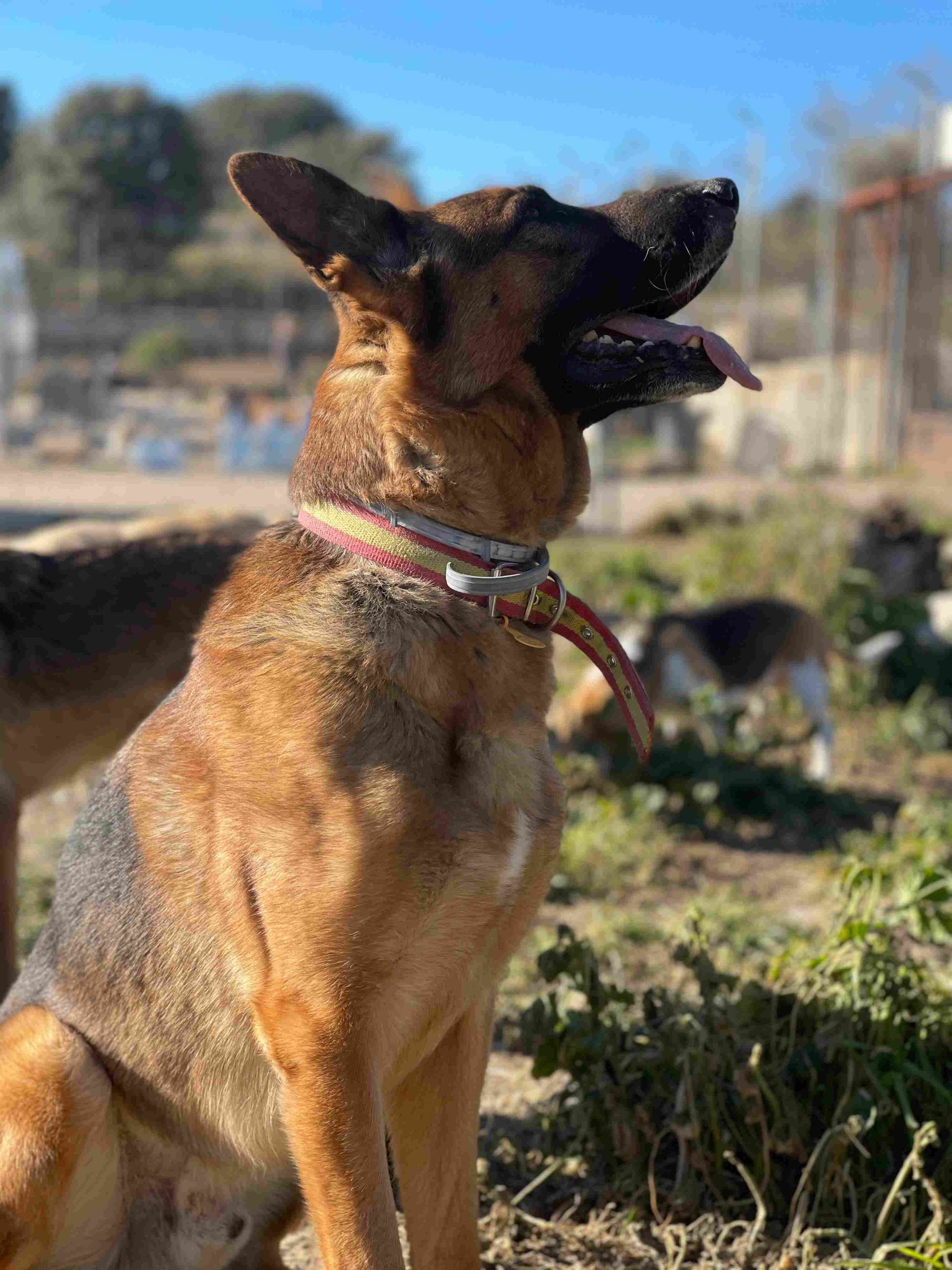 Perro de color canela con orejas erguidas y un collar colorido, de pie al aire libre con la boca abierta bajo el sol.