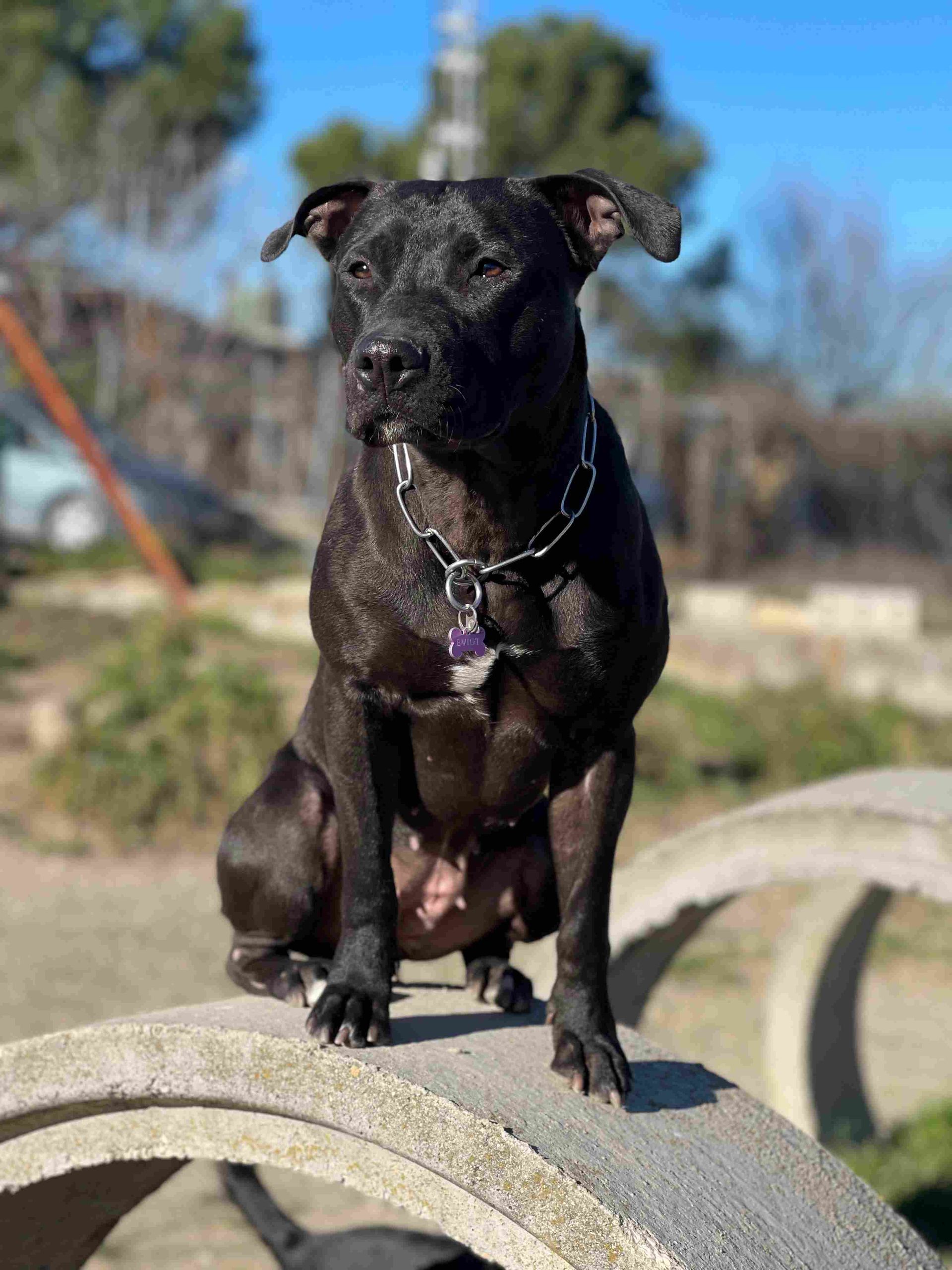 Perro negro sentado sobre un tubo de hormigón al aire libre, con collar de cadena.