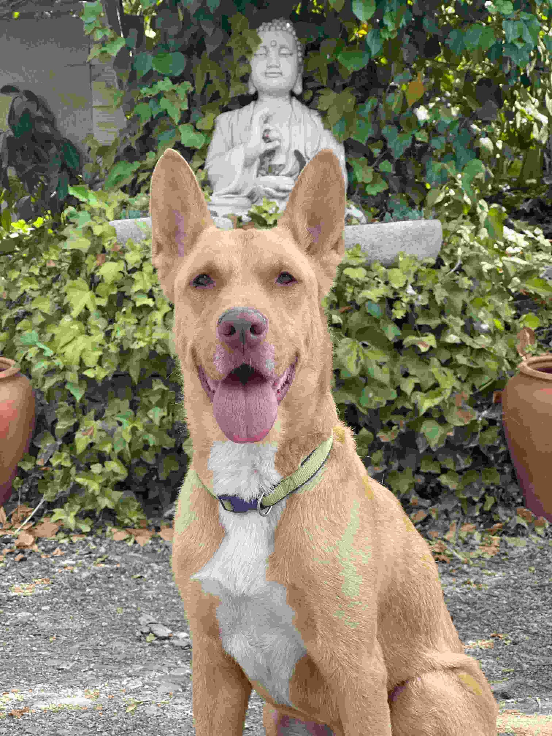 Perro de color canela sentado en un jardín con una estatua de piedra y hiedra detrás.