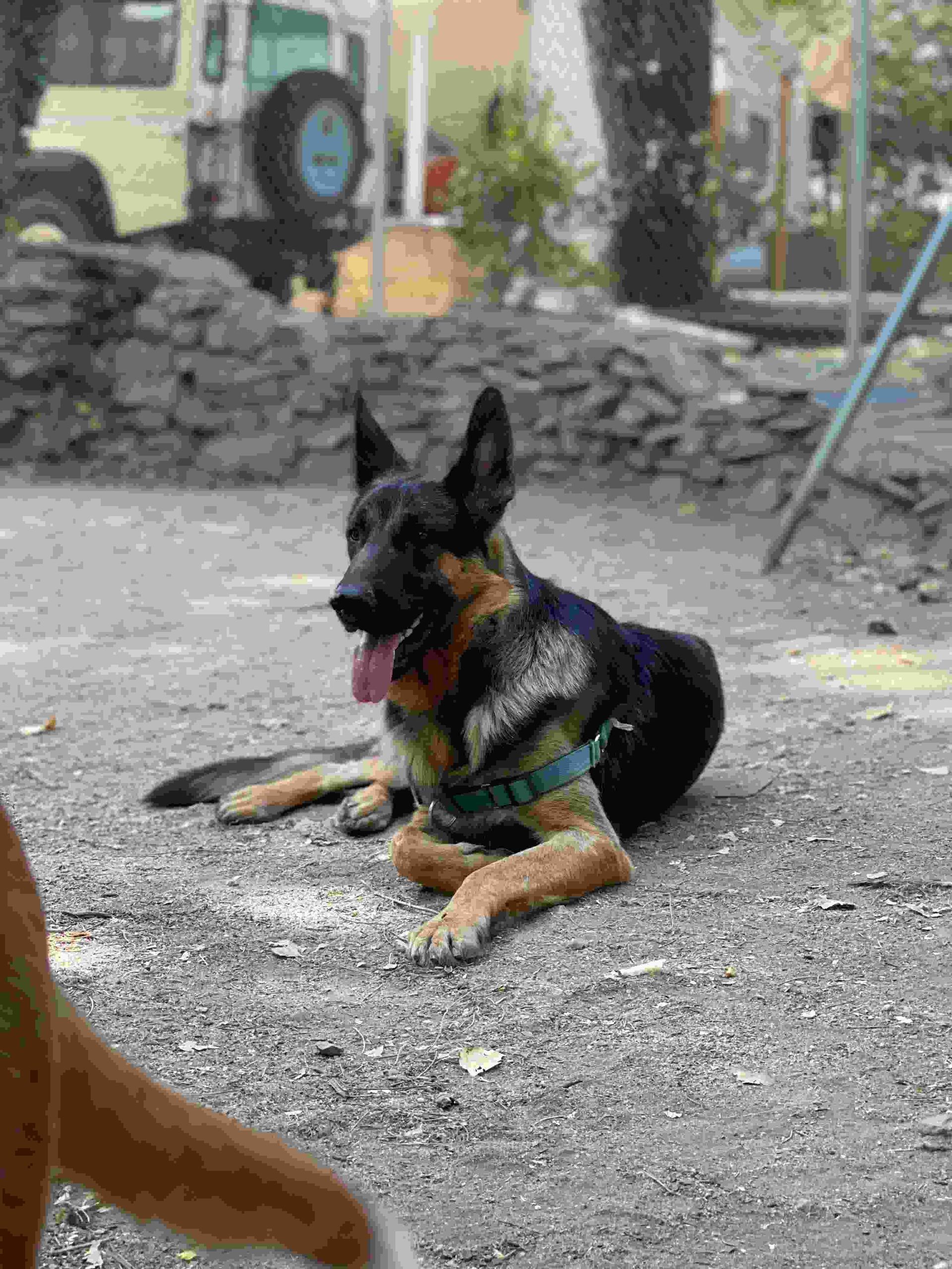 Perro negro y marrón tumbado sobre grava al aire libre, jadeando con la lengua fuera, con arnés.