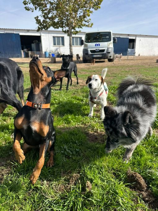Perro negro con collar de cadena de pie sobre la hierba, con un perro marrón parcialmente visible a su lado en el exterior.