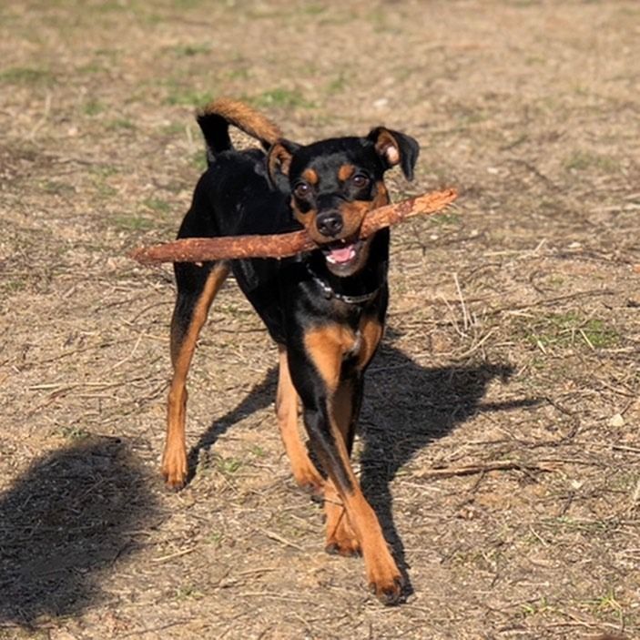 Perro negro y marrón corriendo con un palo en la boca en un campo de hierba seca.