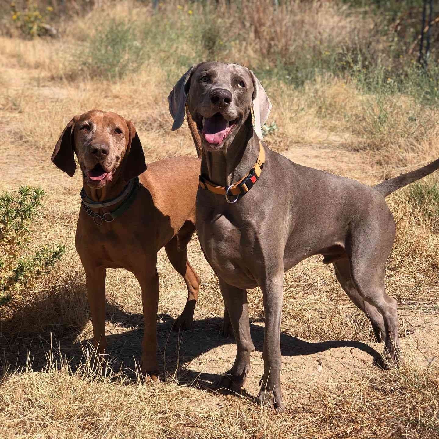Dos perros de pie en un campo soleado y cubierto de hierba, uno marrón y otro gris, ambos con collar y mirando a la cámara.