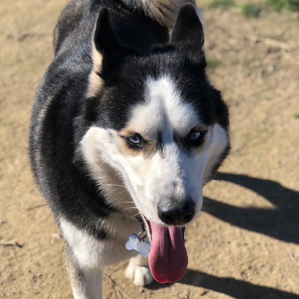 Un husky blanco y negro con la lengua fuera, de pie en un camino de tierra bajo la luz del sol.