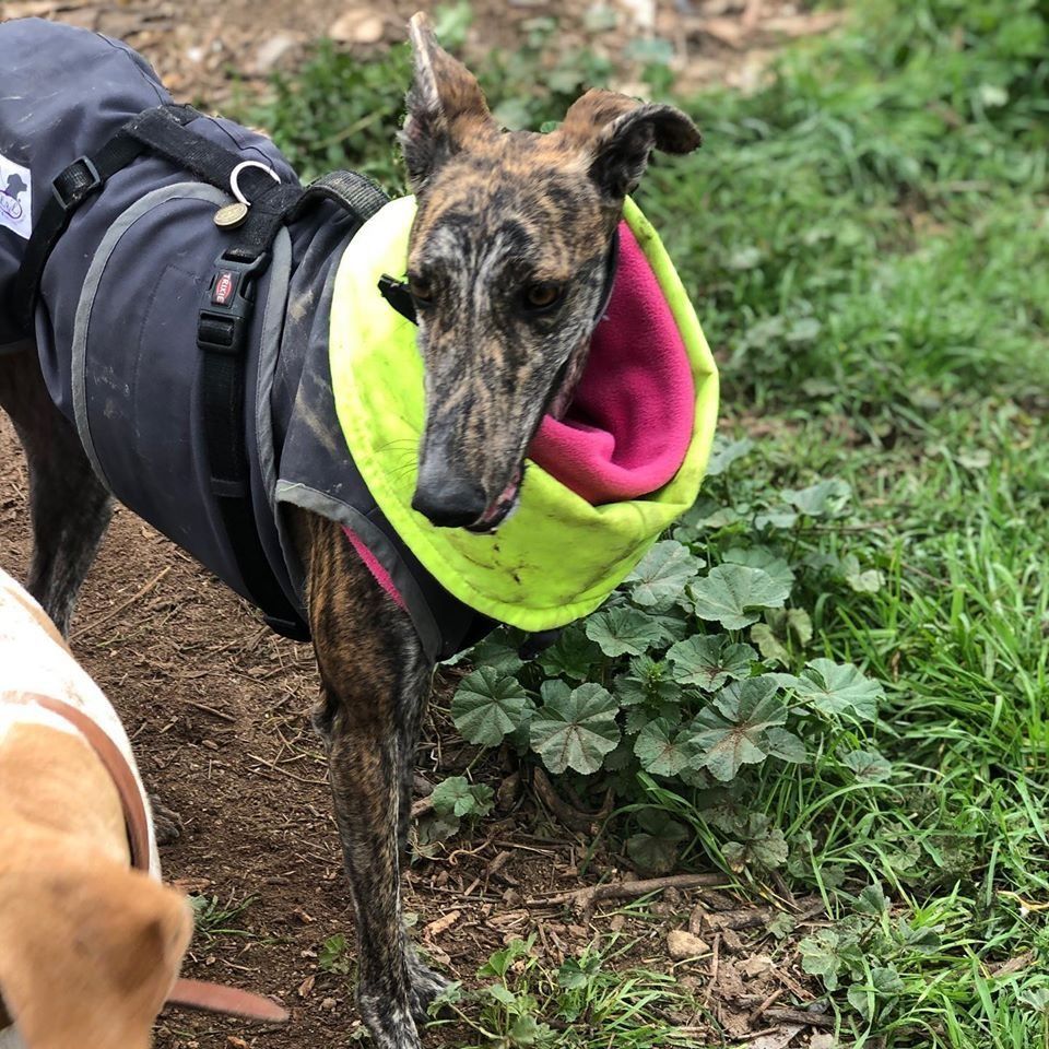 Perro atigrado con pelaje negro y capucha amarillo neón de pie al aire libre cerca de zonas verdes.