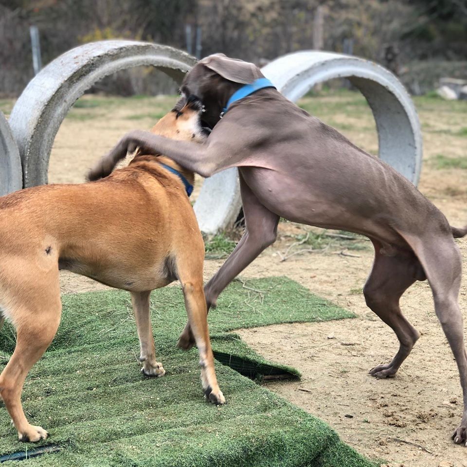 Dos perros forcejeando al aire libre, un perro gris sobre el lomo de un perro marrón cerca de túneles de hormigón.