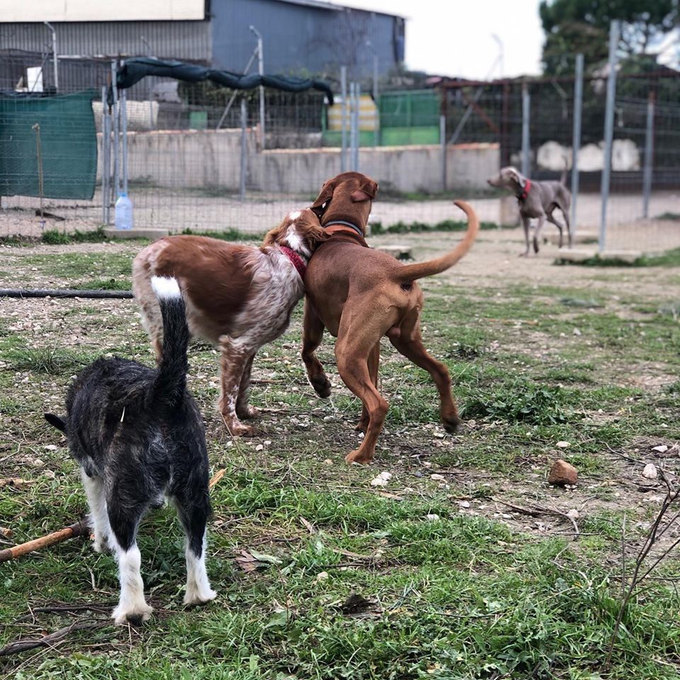 Tres perros jugando en un terreno cercado con césped, con edificios al fondo.