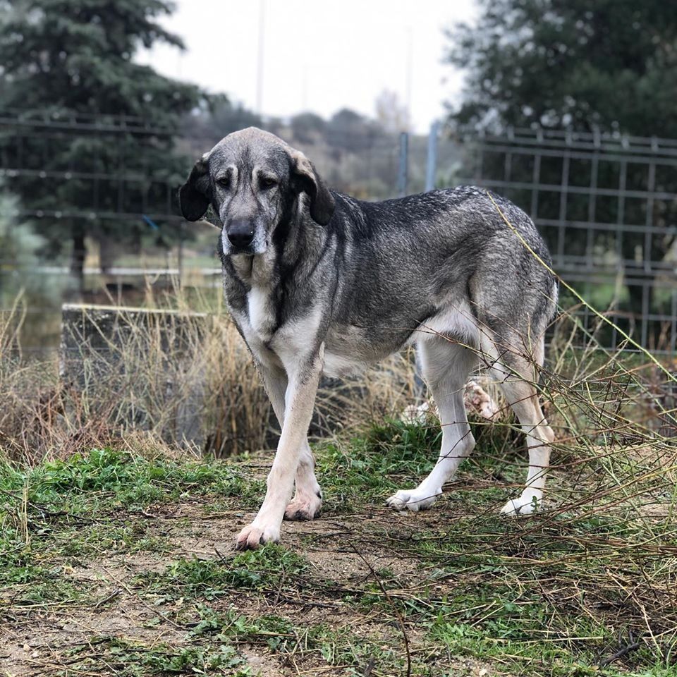 Perro gris y blanco de pie sobre el césped cerca de una valla de alambre al aire libre.
