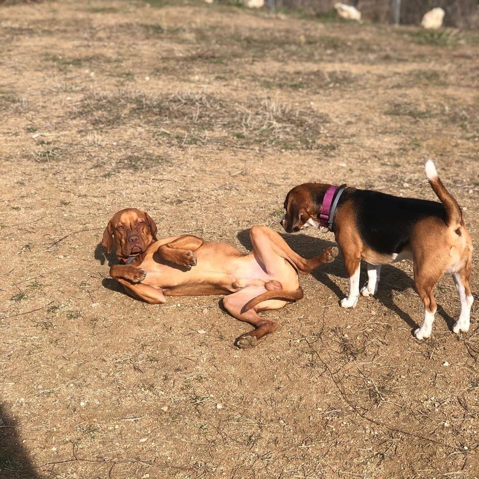Dos perros en un camino de tierra, uno tumbado boca arriba mientras el otro le olfatea la cara.