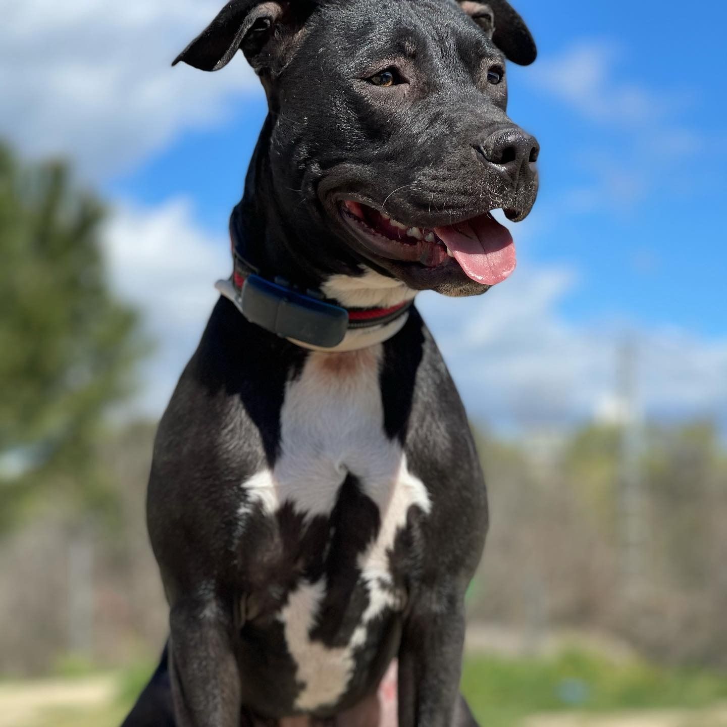Perro blanco y negro con la lengua fuera, con collar, de pie al aire libre contra un cielo azul.