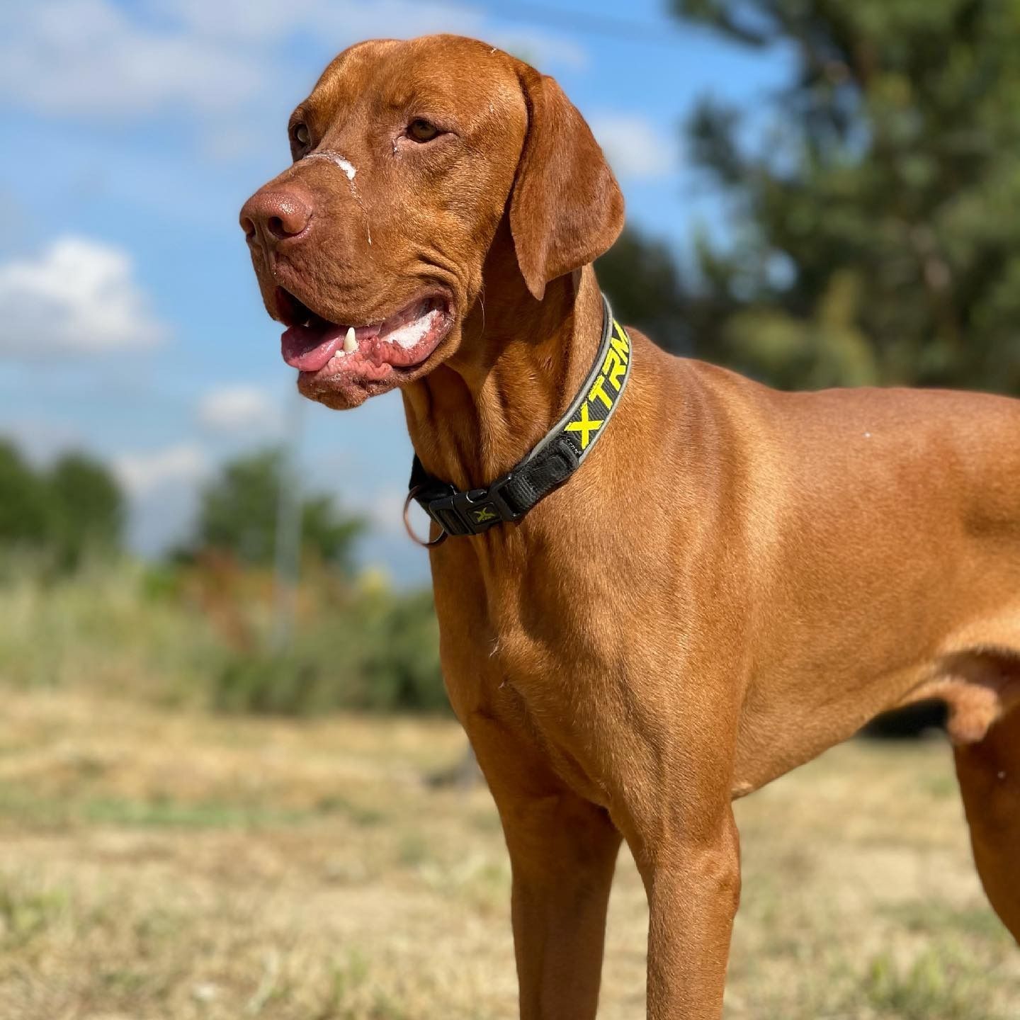 Perro marrón de pie al aire libre sobre el césped con un collar negro y amarillo, jadeando bajo la luz del sol.