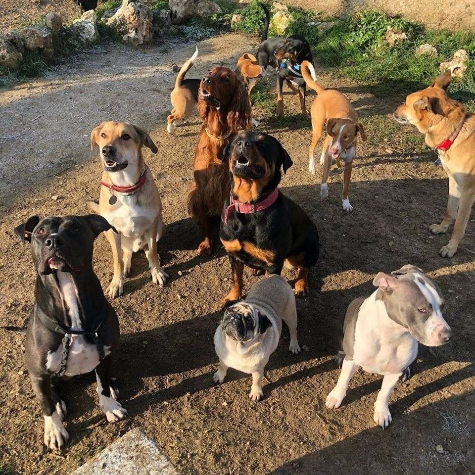 Ocho perros sentados y de pie en un sendero de tierra al aire libre, bajo la luz del sol.