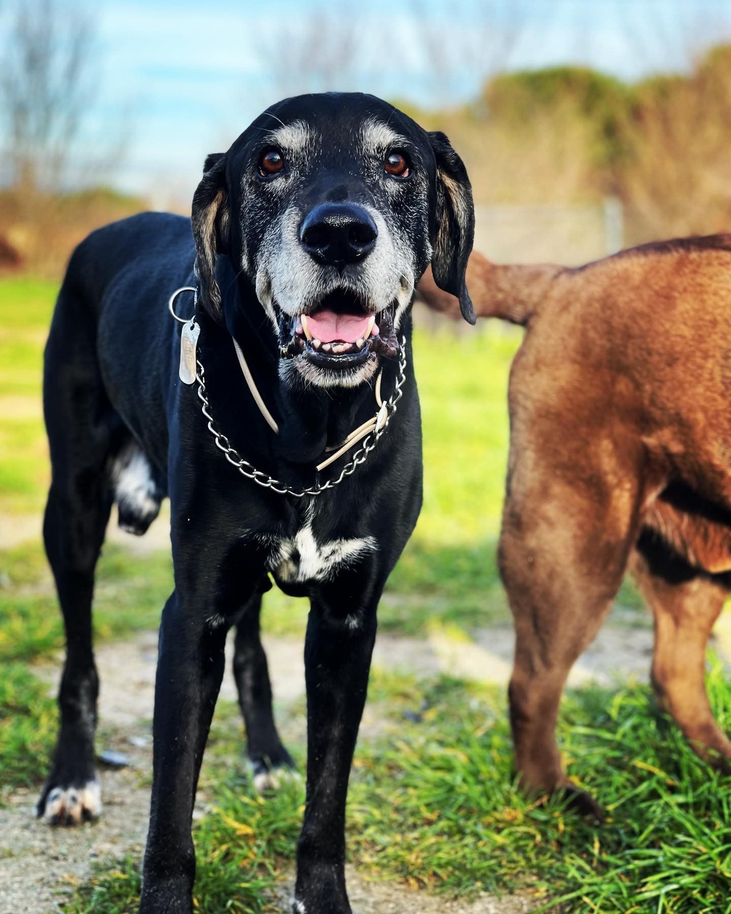 Perro negro con collar de cadena de pie sobre la hierba, con un perro marrón parcialmente visible a su lado en el exterior.
