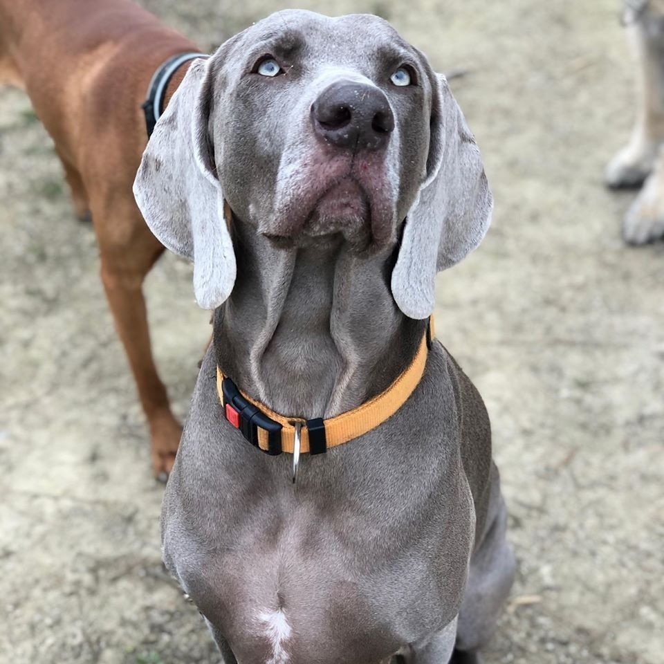 Perro gris con orejas caídas y collar naranja, sentado y mirando hacia arriba al aire libre.