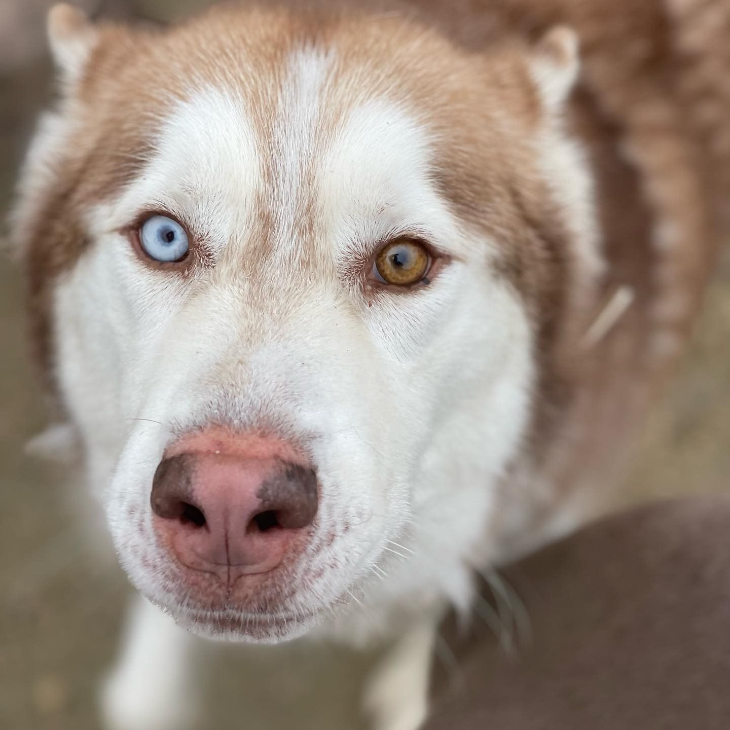 Primer plano de un husky con ojos azules y marrones y nariz rosa, mirando a la cámara.