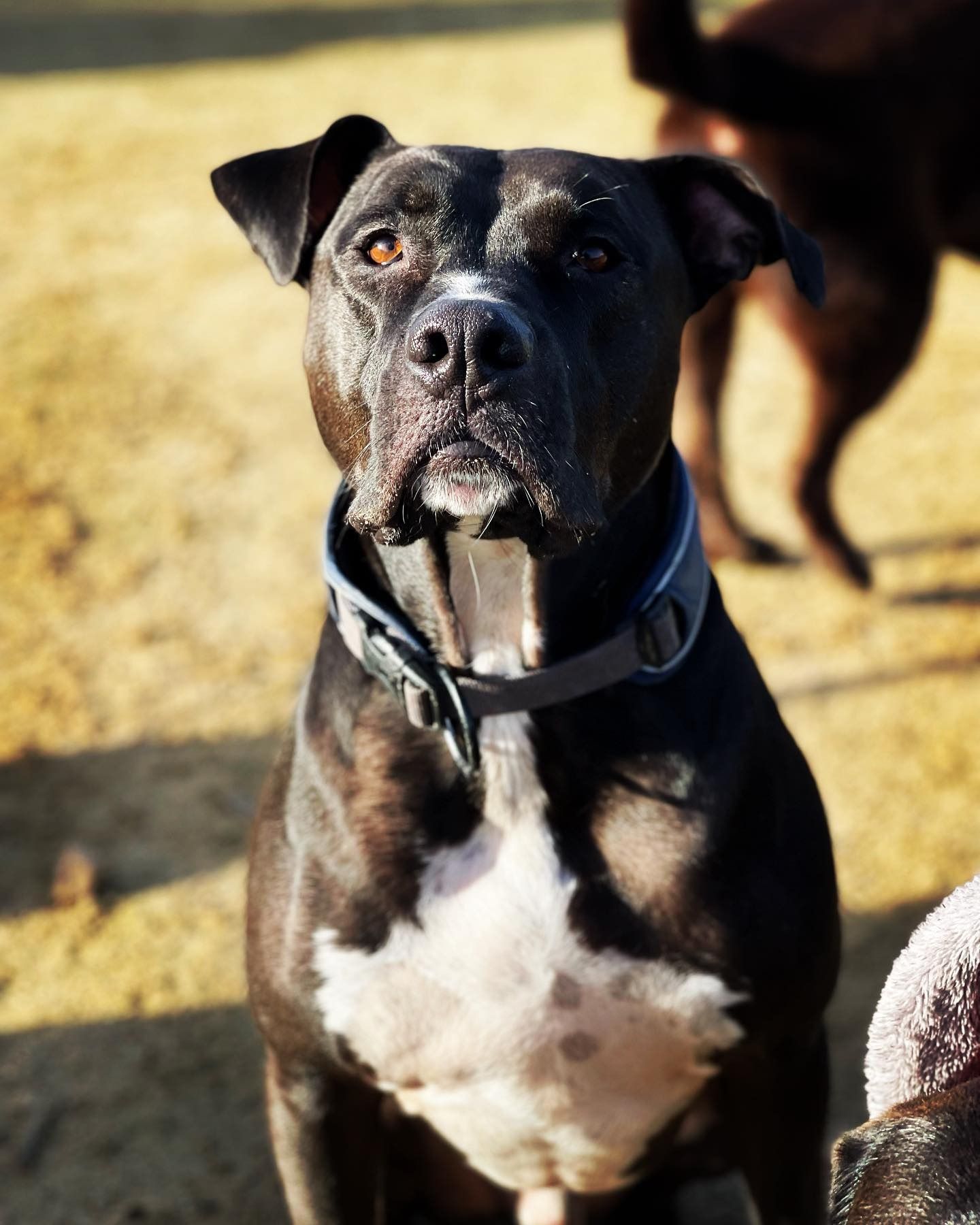 Perro blanco y negro con collar sentado al aire libre, mirando a la cámara.