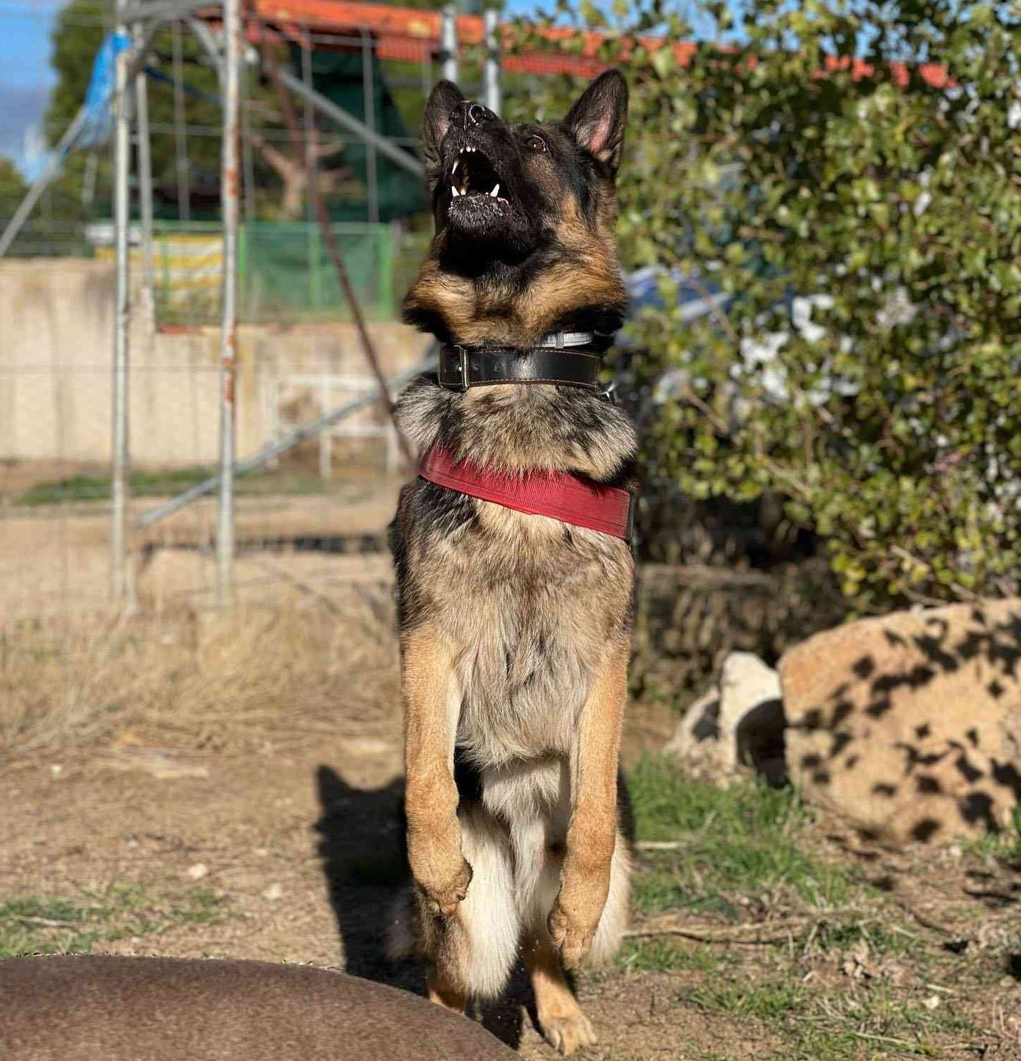 Un perro negro y marrón, con un arnés rojo, permanece alerta al aire libre en un camino de tierra.