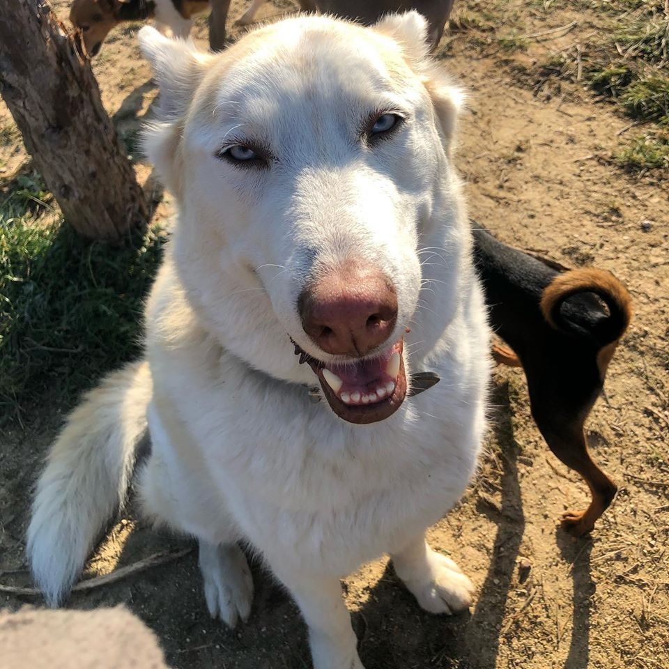 Un husky blanco sentado en la tierra, jadeando bajo el sol, con un perro pequeño de color negro y marrón a su lado.