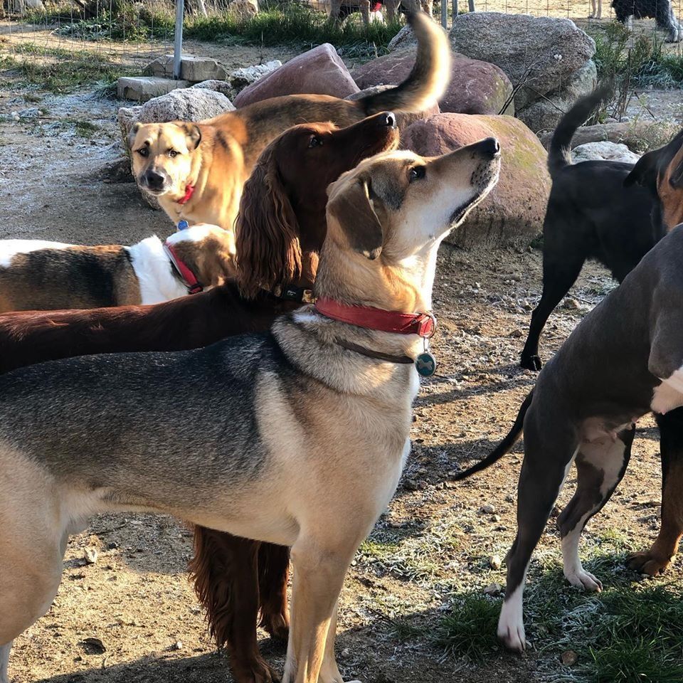 Varios perros están de pie juntos al aire libre en un camino de tierra, incluyendo un perro gris en primer plano y un perro color canela detrás de él.