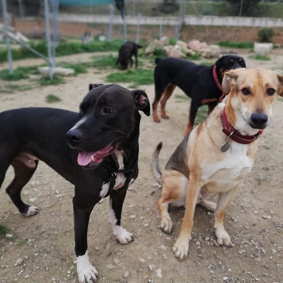 Cuatro perros de pie en un camino de tierra, entre ellos un perro negro y un perro de color canela en primer plano.
