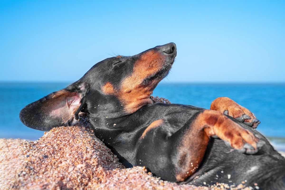 Hund am Strand - Vorsorge
