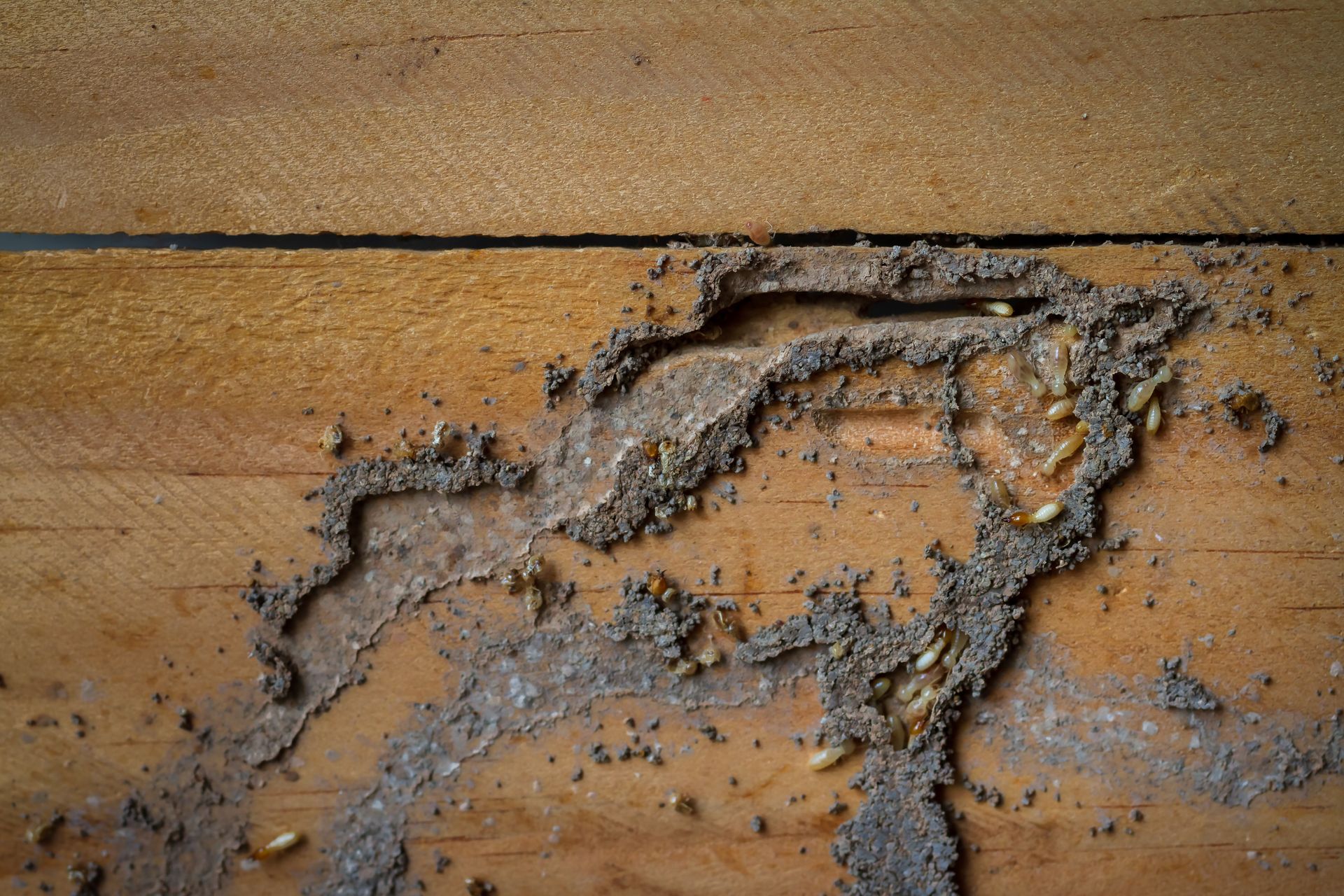 Termites qui rongent du bois