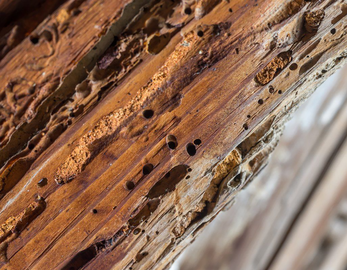 Un bois rongé par les insectes