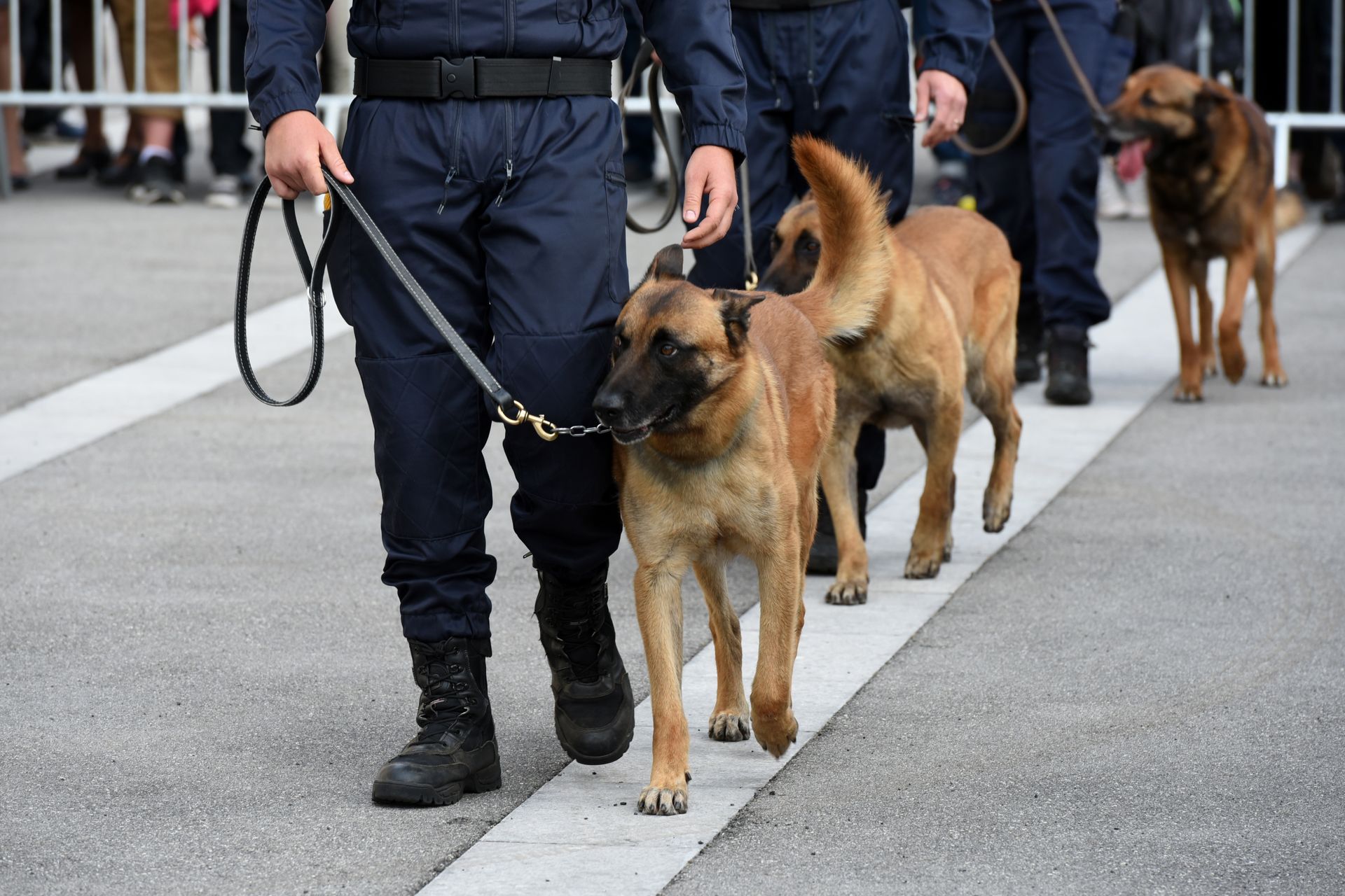 Des agents en uniforme sombre marchent sur un chemin gris avec trois chiens policiers beiges en laisse.