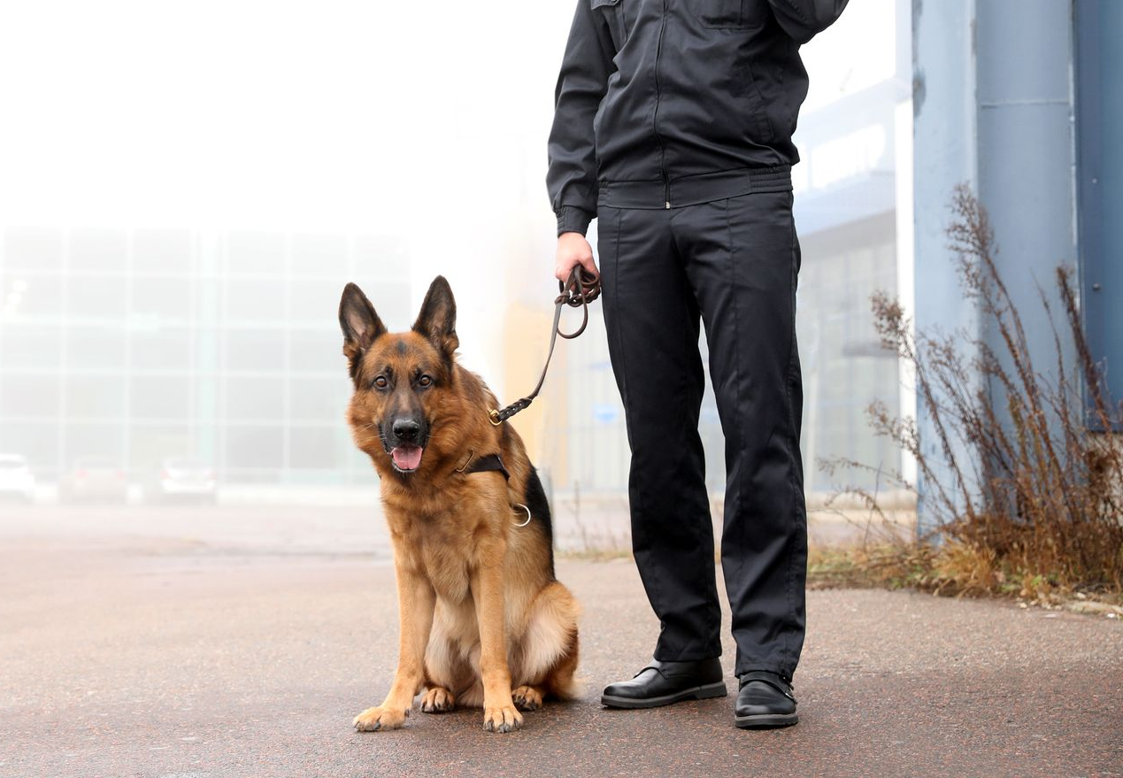 Un berger allemand est assis calmement sur une surface pavée à côté d'une personne en uniforme de sécurité noir, qui tient la laisse du chien.