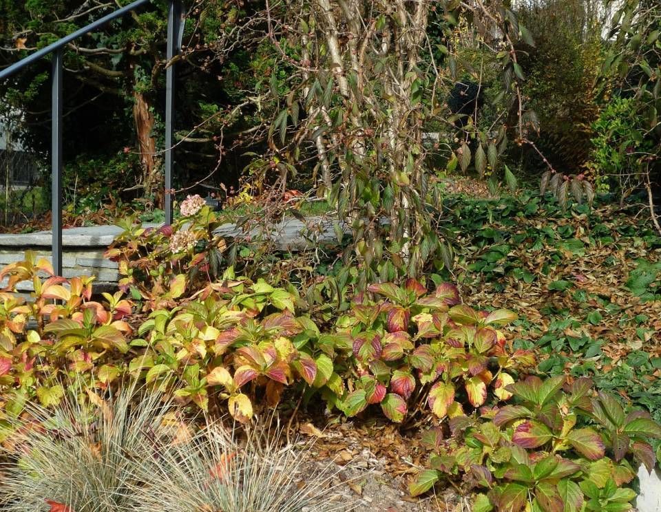 Arifi Gartenbau GmbH