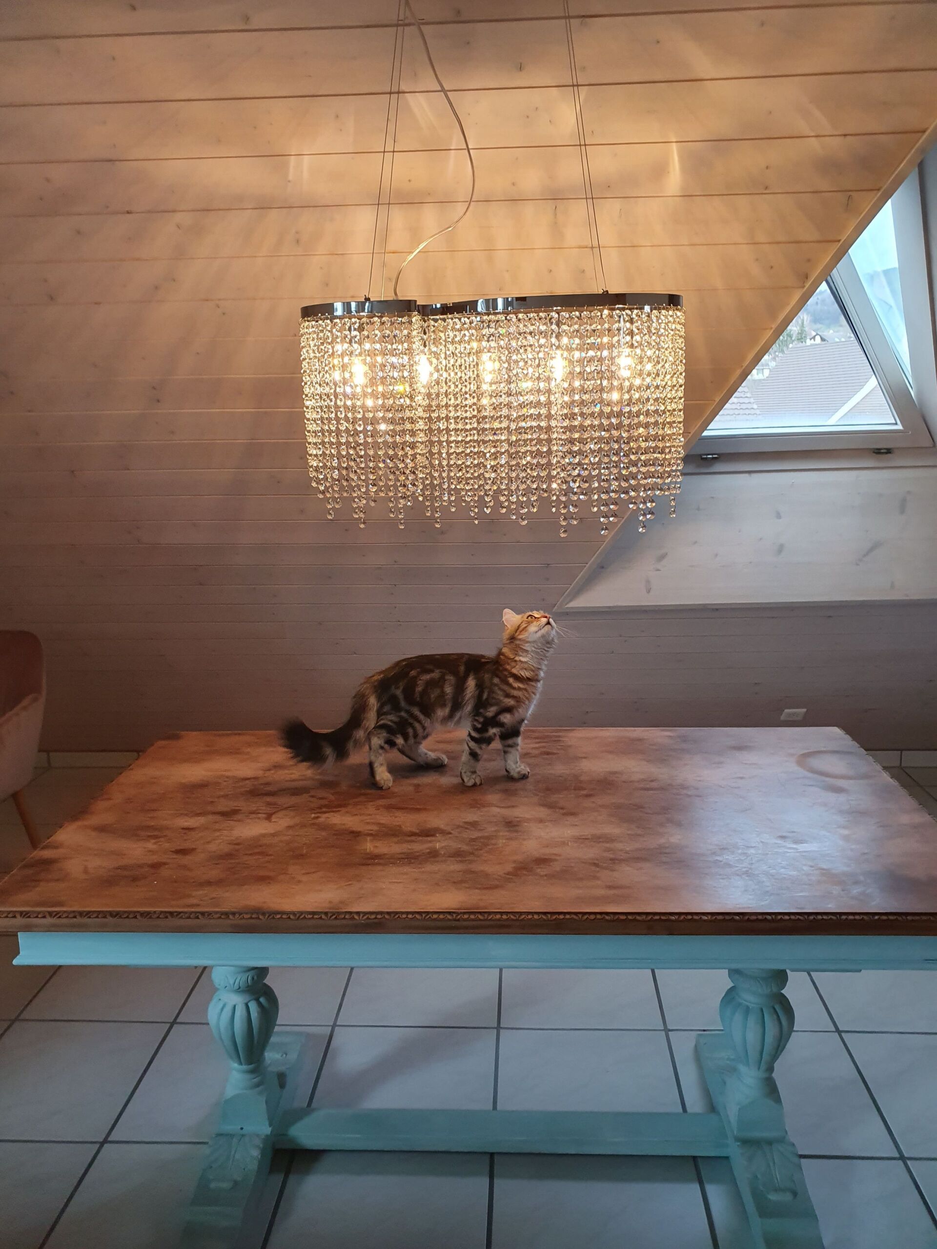 Eine Katze steht auf einem Holztisch unter einem Kronleuchter.