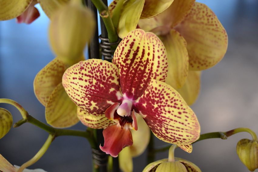 Eine Nahaufnahme einer gelben und roten Orchideenblüte