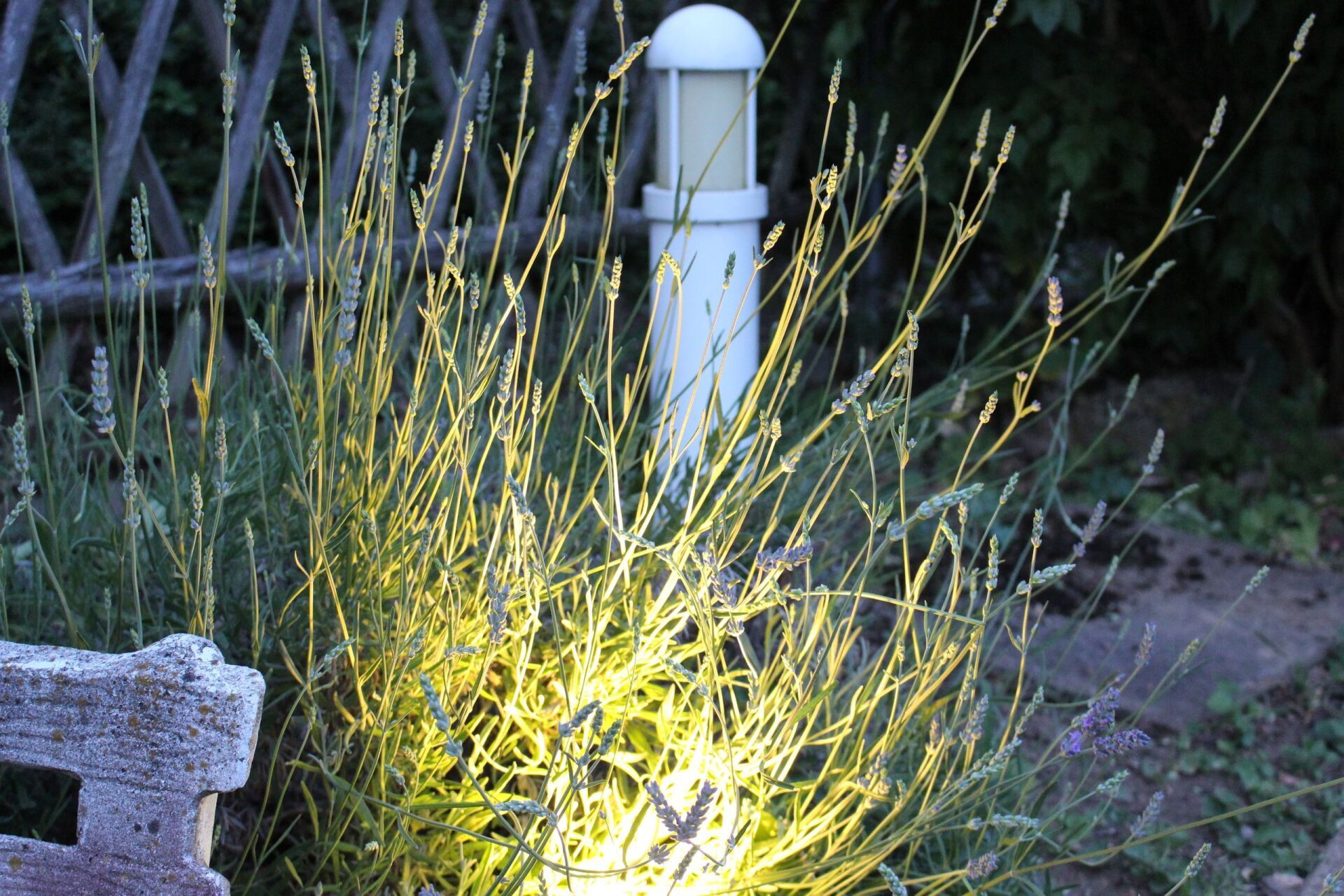 Ein Licht scheint auf eine Pflanze in einem Garten
