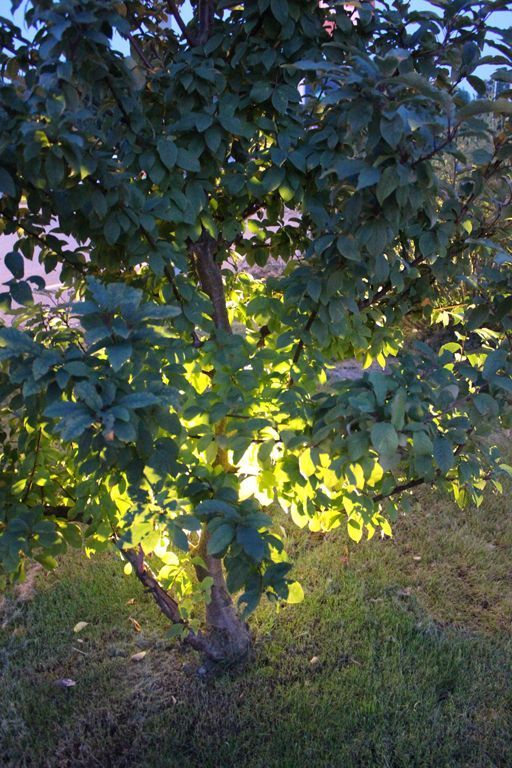 Die Sonne scheint durch die Blätter eines Baumes