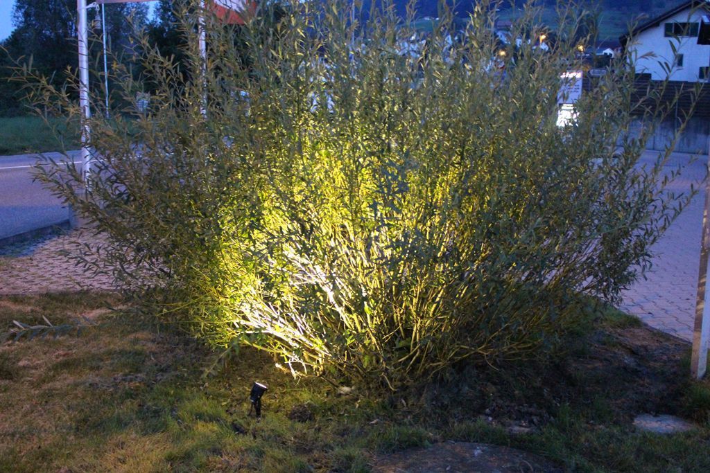 Ein Busch mit vielen Blättern wird nachts beleuchtet.