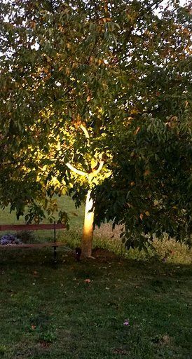 Die Sonne scheint durch die Blätter eines Baumes.