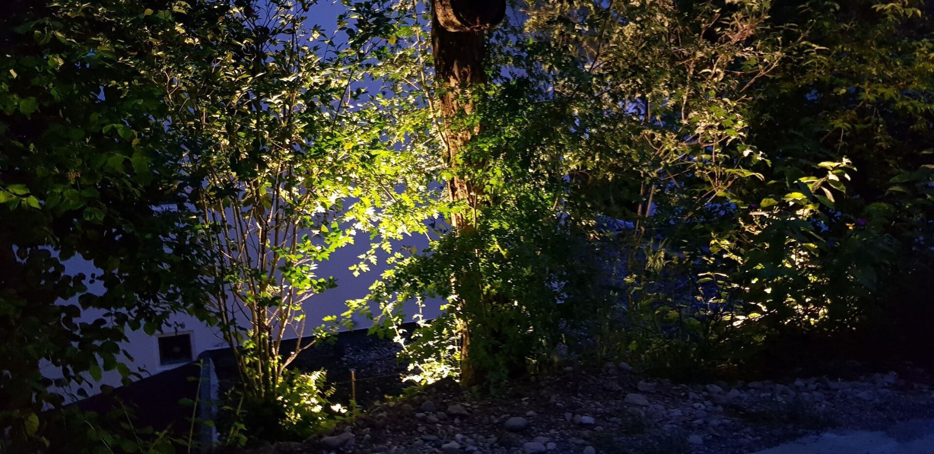 Ein Baum mit vielen Blättern ist nachts beleuchtet.