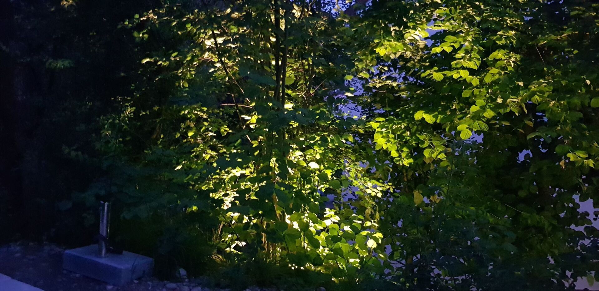Ein Baum mit vielen Blättern wird nachts beleuchtet.