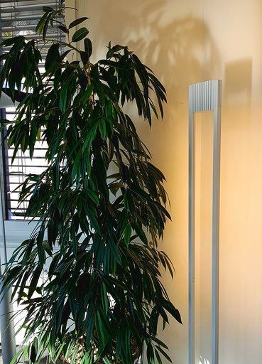 Eine große Pflanze in einem Raum neben einer Lampe