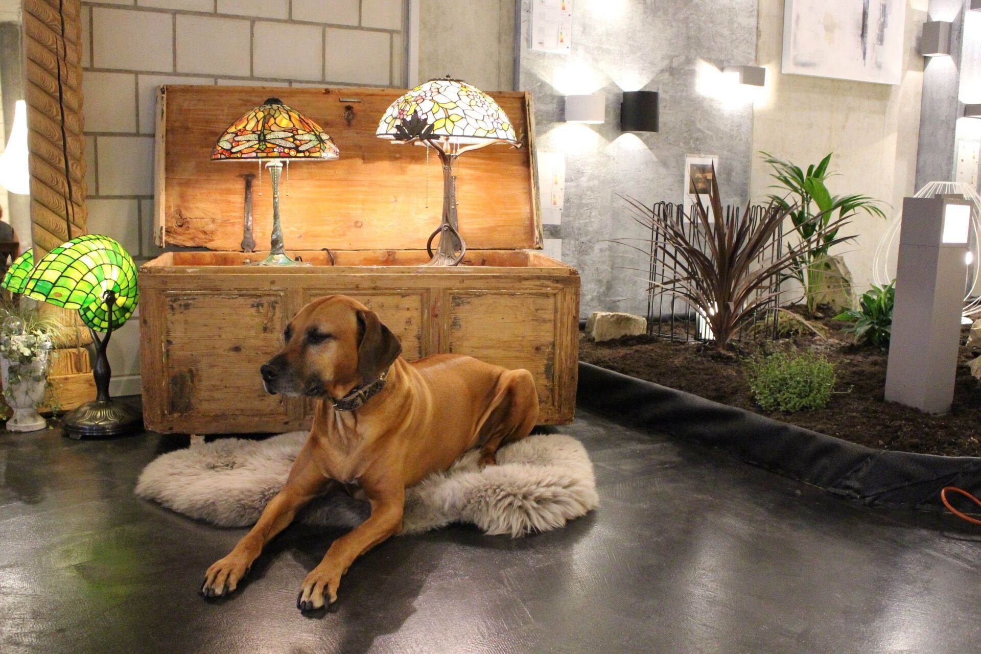 Ein Hund liegt vor einer Holztruhe auf dem Boden.