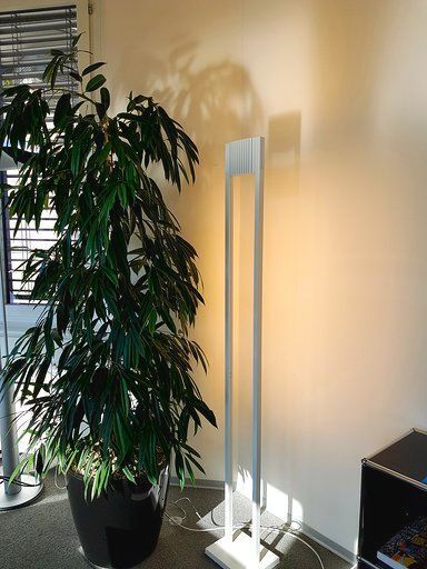 Eine Topfpflanze in einem Wohnzimmer neben einer Lampe