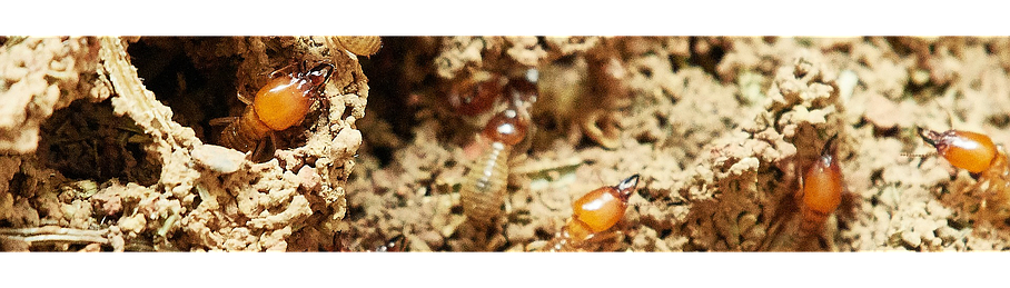 traitement-anti-termite-la-reunion