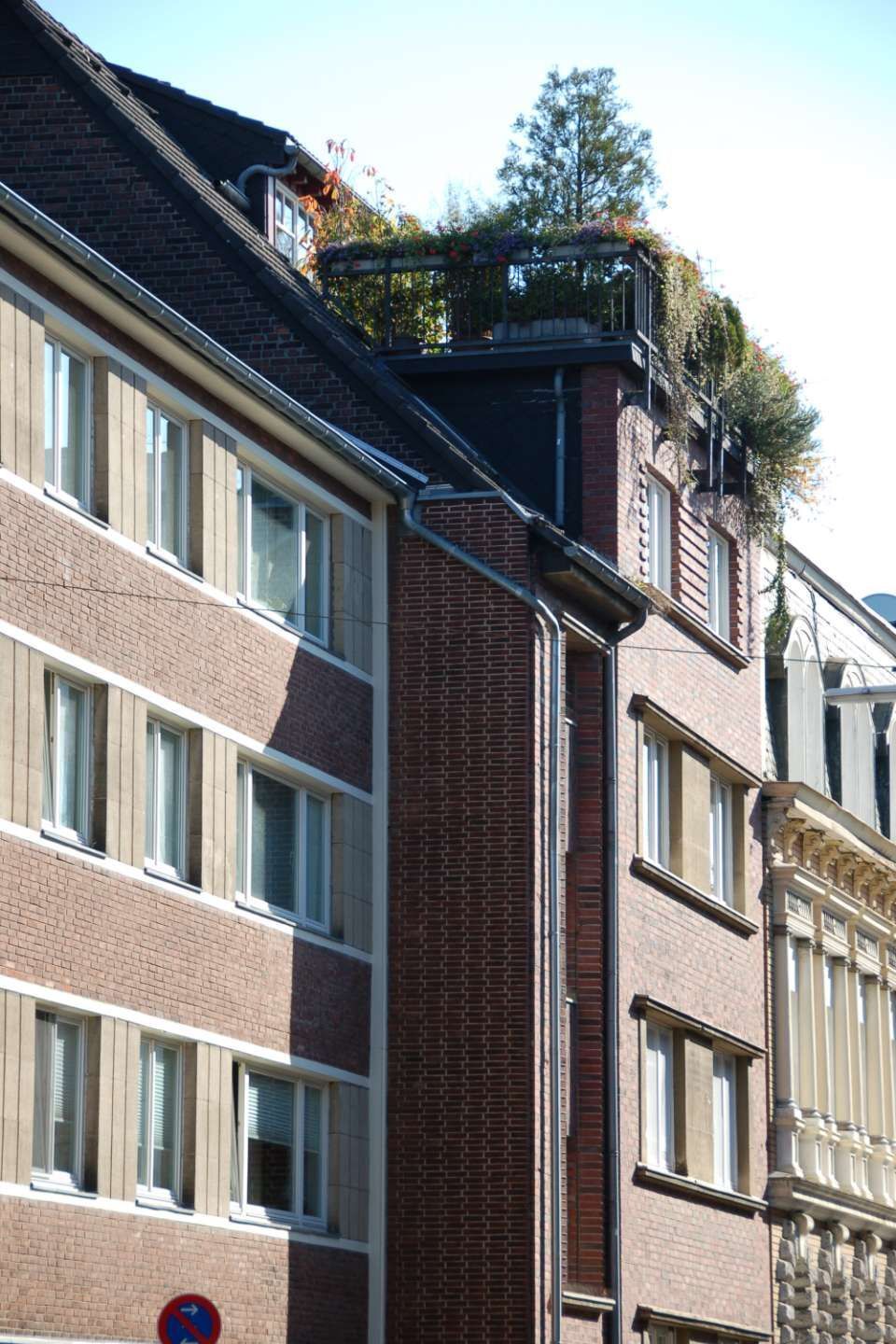 Laubbaum vorm Stadthaus